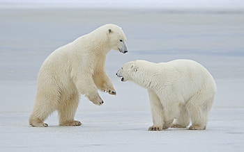 Animals, Snow, Couple, Pair, Stroll, White Bears, Polar Bears HD wallpaper