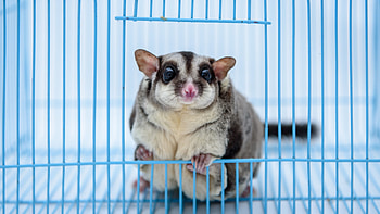 Sugar gliders rescue, Animal shelter services, Earth's tiny marsupials, Detroit's wildlife HD wallpaper