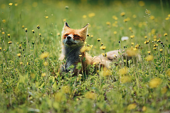 Animals, Flowers, Grass, Fox, Animal, Nice, Sweetheart HD wallpaper