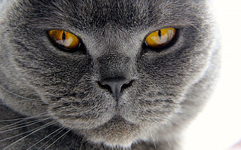 Animals, Macro, Cat, Muzzle, Moustache, Mustache, Fur HD wallpaper
