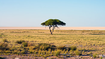 trees landscape, Savannah Namibia steppe, Tree grassland safari, Adventure plain prairie HD wallpaper