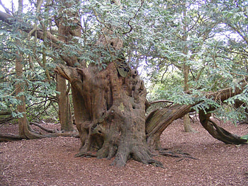 Yew, Learn about nature HD wallpaper