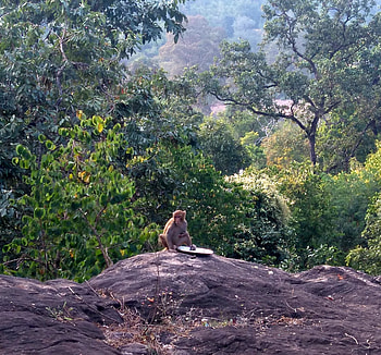 Monkey in the hill, Forest, Food, Hill, Monkey, Monkey Taking HD wallpaper