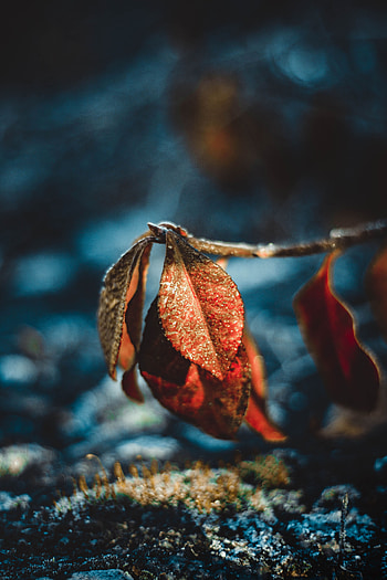 Leaves, Drops, Macro, Moisture, Frost, Hoarfrost, Dew HD phone wallpaper