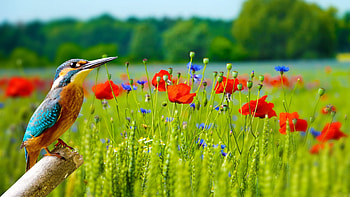 Orange and blue Kingfisher on rod, fiels, poppies, blossoms, trees, flowers, nature HD wallpaper