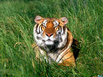 Animals, Grass, Tigers HD wallpaper