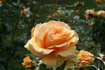 Flowers, Flower, Rose Flower, Rose, Petals, Bud HD wallpaper