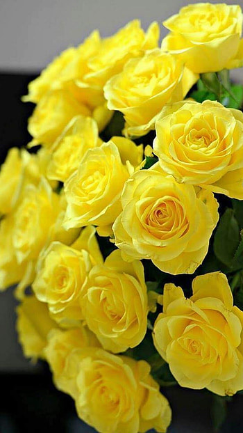 Yellow Rose, Beautiful, Flower HD phone wallpaper