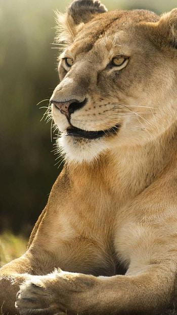 African lion, Stunning beauty, Impressive mane, Natural habitat HD phone wallpaper