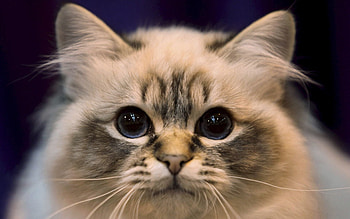 Animals, Cat, Fluffy, Muzzle, Eyes, Sight, Opinion HD wallpaper