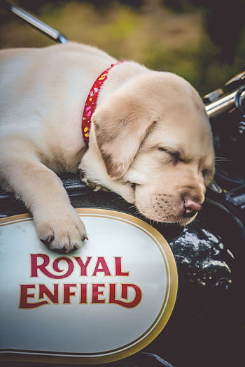 A cute Labrador Retriever puppy peacefully sleeping on a Royal Enfield motorcycle, showcasing love for pets and motorbikes. HD phone wallpaper