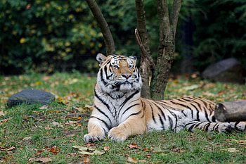 Relaxed, sit, predator, tiger, beast, animal HD wallpaper