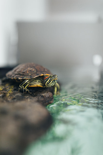 Animals, Water, Animal, Carapace, Shell, Turtle HD phone wallpaper