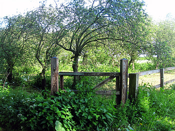 S P R I N G, graphy, green, trees, nature, grass, spring, tree HD wallpaper