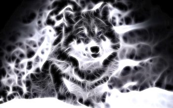 lightanimals | Cool Animal Light Wolf For gt Cool Animal HD wallpaper