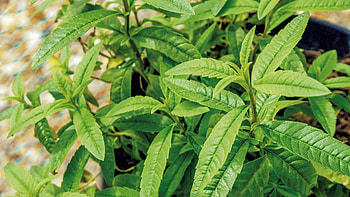 Lemon Verbena, Boost the spirit, Diva's lucky blend, Aromatic wonder HD wallpaper