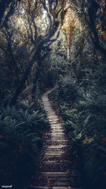 New Zealand, Rainforests HD phone wallpaper