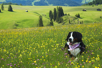 Dog, sweet, animal, dogs, cute, beautiful, puppys, puppy, pretty, animals, lovely HD wallpaper
