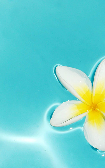 Plumeria , Delightful floral display, Adorn your screen, Captivating background HD phone wallpaper