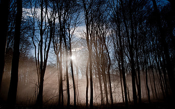 Nature, Sun, Shine, Light, Forest, Fog, Morning, Haze, Awakening HD wallpaper
