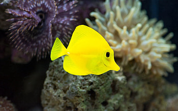 Animals, Underwater World, Fish, Algae, Seaweed HD wallpaper