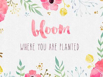 - Bloom Where you are Planted HD wallpaper