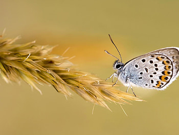 Grass, Macro, Color, Butterfly, Wings HD wallpaper