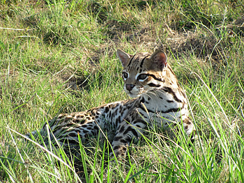 Dwarf leopard , Exotic grasslands, Playful wildcat, Natural habitat HD wallpaper