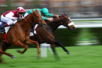 Horse Race, horses, grass, animals, race HD wallpaper