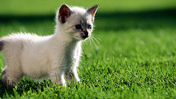 Animals, Grass, Shine, Light, Kitty, Kitten, Stroll, Curiosity HD wallpaper