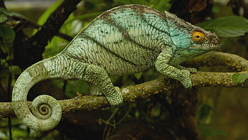 Animals, Branch, Color, Reptile, Chameleon, Climb HD wallpaper
