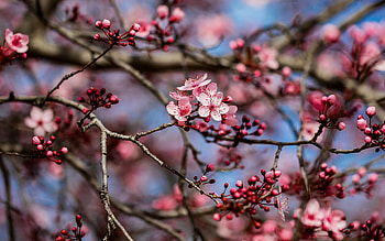 Spring, sakura, blossom, branch, pink, flower HD wallpaper