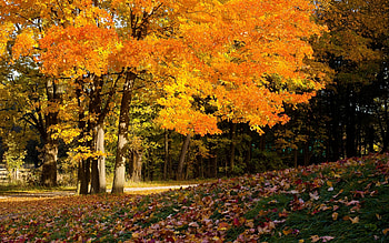 Landscape, Autumn HD wallpaper