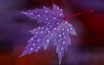 :), purple, one, autumn, water drops, leaf, nature, toamna HD wallpaper