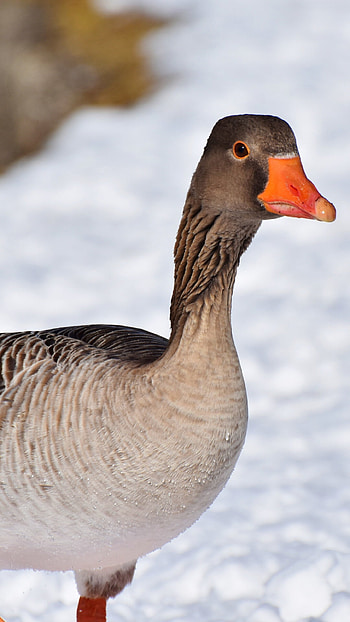 Mallard duck , Captivating , Beautiful water bird, High-quality HD phone wallpaper