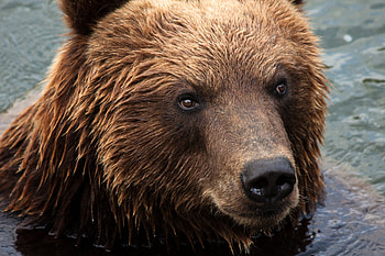 Animals, Muzzle, Bear, Kamchatka Bear HD wallpaper