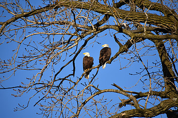 Animals, Birds, Branches, Eagle HD wallpaper