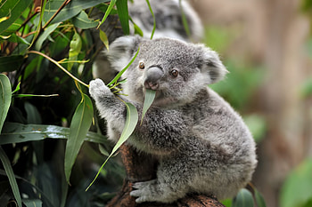 Eating, Koalas HD wallpaper