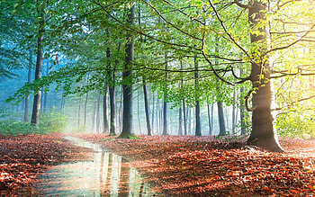 Sunshine in Forest, trees, sunshine, water, forest HD wallpaper