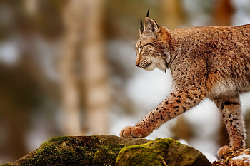 Animals, Iris, Rock, Stone, Stroll HD wallpaper