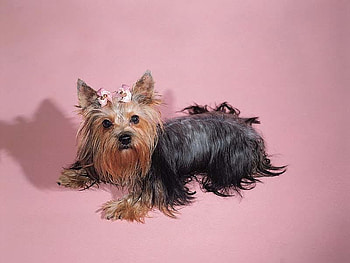 Sweet puppy on pink, dog, sweet, puppy, pink HD wallpaper