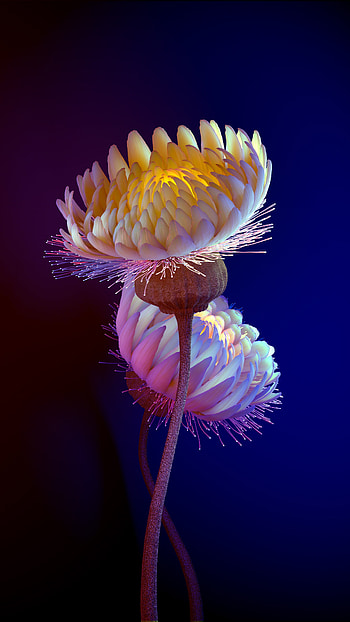 Flowers, electric blue, cnidaria HD phone wallpaper