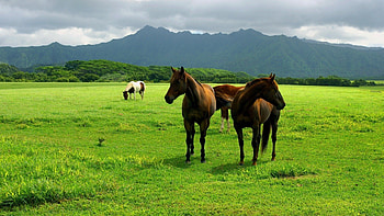 Horses, Farms HD wallpaper