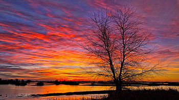 Sunrise in the Sacramento Valley, Northern California, winter, landscape, clouds, colors, sky, water, tree, usa HD wallpaper