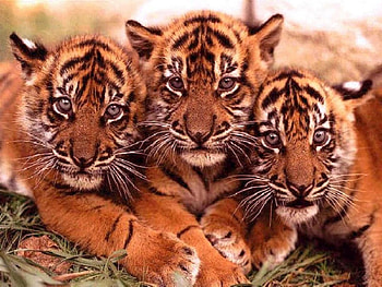 Animals, Tigers HD wallpaper