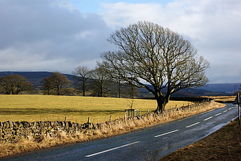 Nature, Trees, Stones, Road, Markup, Asphalt, Fencing, Enclosure, Clear, I See HD wallpaper