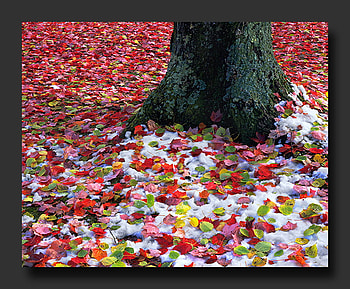 leaves and snow, leaves, snow, autumn, nature, colourful, tree HD wallpaper