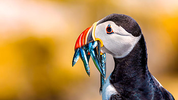 Puffin, animal, food, bird HD wallpaper