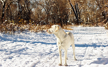 Animals, Autumn, Snow, Dog, Friend HD wallpaper