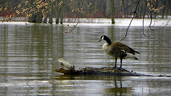 Canada Goose, High water levels, Spring scenery HD wallpaper